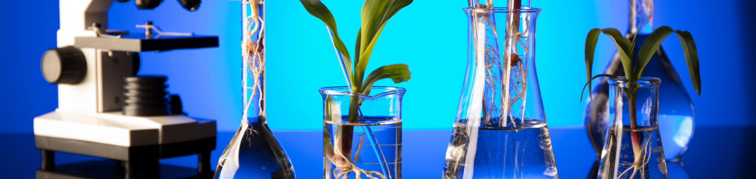 microscope and beakers with plants in them